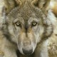 Canadian Timber Wolf