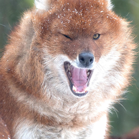 Dhole –(Indian Hunting Dog)