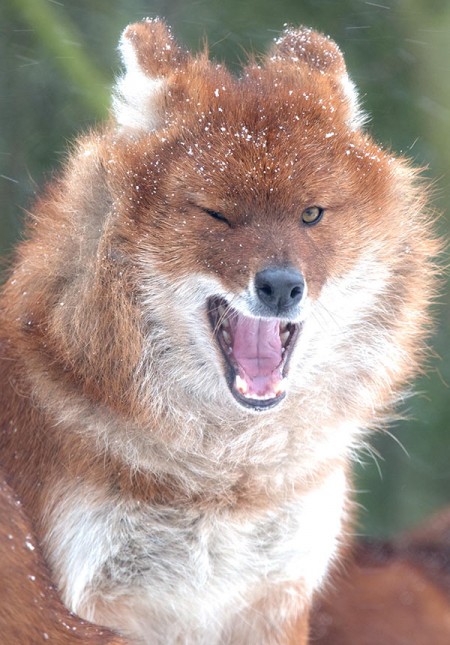 Dhole –(Indian Hunting Dog)