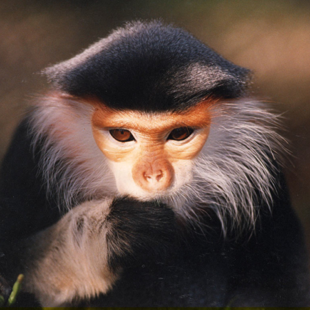 Male Douc Langur