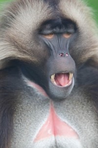 Male Gelada Baboon