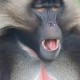 Male Gelada Baboon