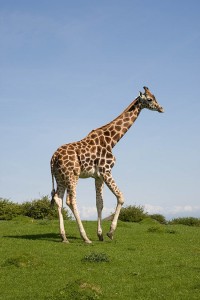 Adult Reticulated Giraffes