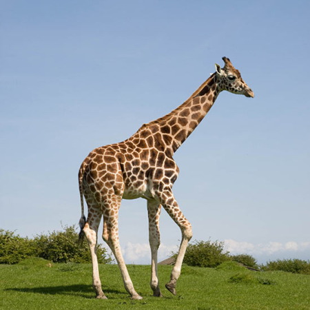 Adult Reticulated Giraffes