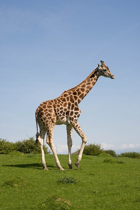 Adult Reticulated Giraffes