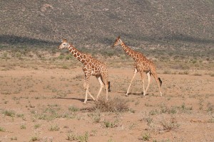 Wild Giraffes in Kenya