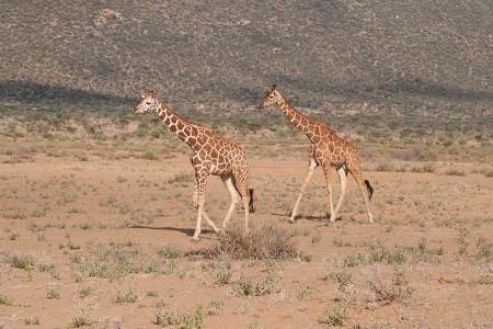 Wild Giraffes in Kenya