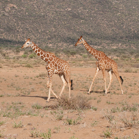 Wild Giraffes in Kenya