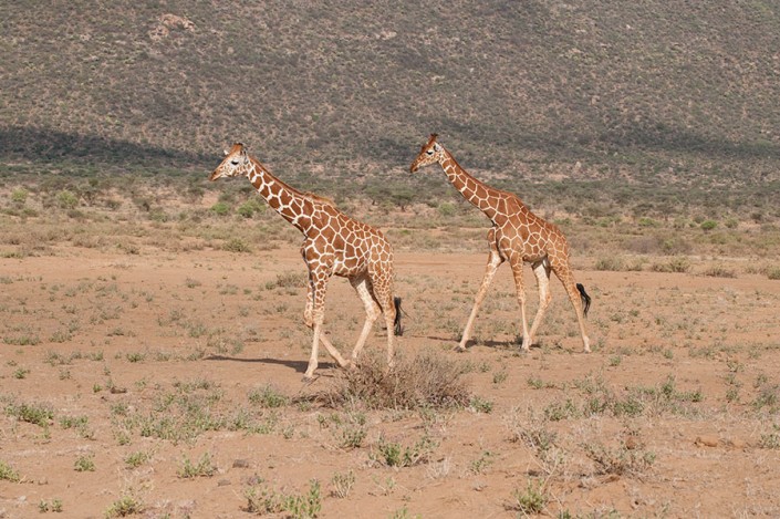 Wild Giraffes in Kenya Wild Giraffes in Kenya