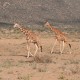 Wild Giraffes in Kenya
