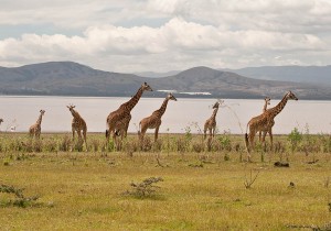 Giraffes beside Lake Nakuru, Kenya