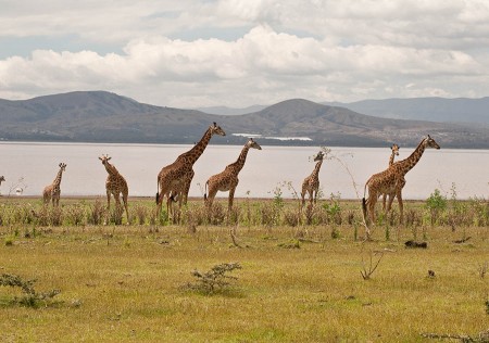 Giraffes beside Lake Nakuru, Kenya
