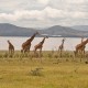 Giraffes beside Lake Nakuru, Kenya
