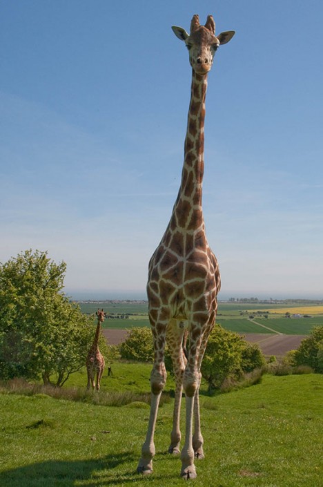 Reticulated Giraffes