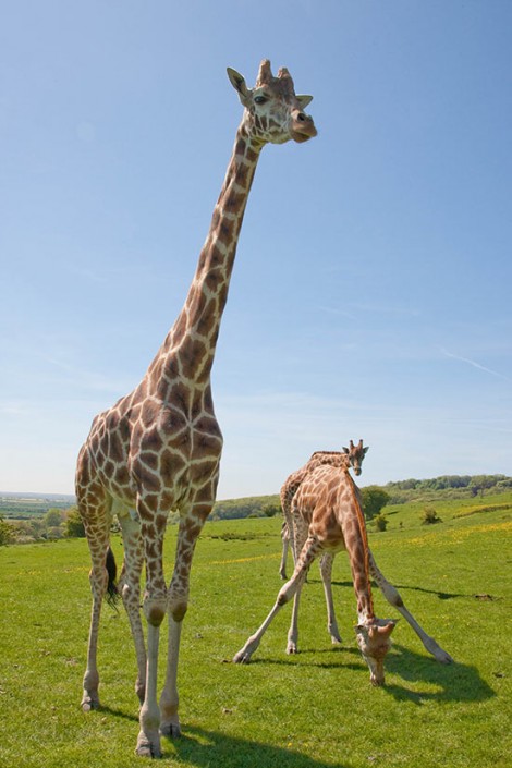 Reticulated Giraffes