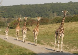 Reticulated Giraffes