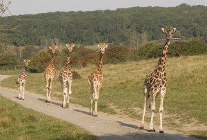 Reticulated Giraffes
