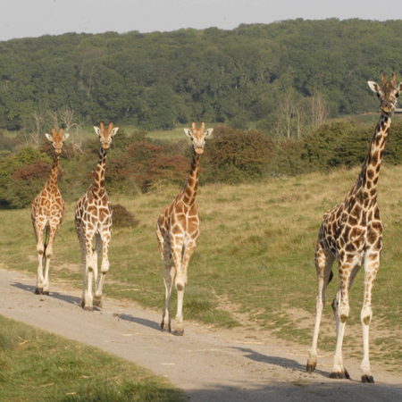 Reticulated Giraffes