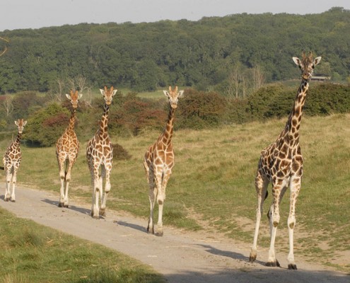 Reticulated Giraffes