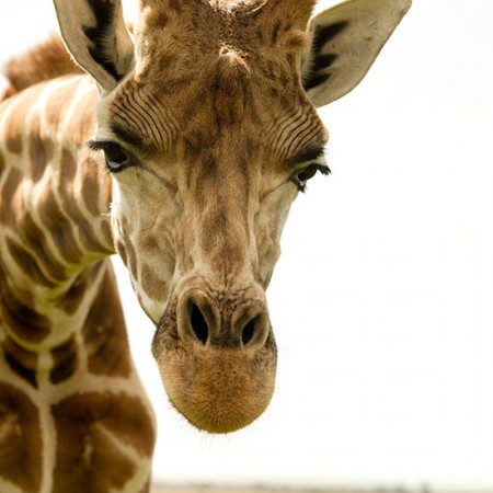 Giraffes