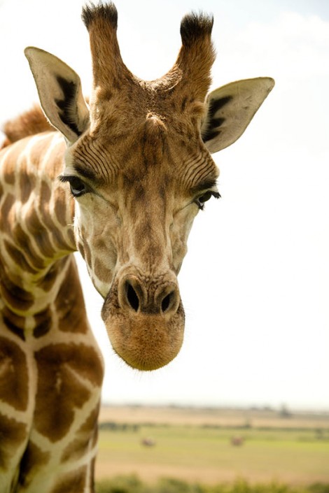 Reticulated Giraffes