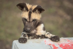 Young African Hunting Dog also known as ‘Painted Dogs’