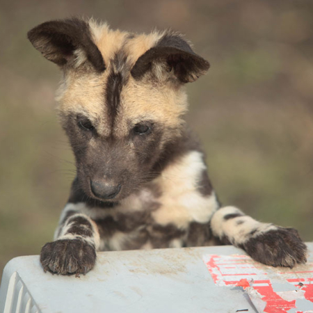 Young African Hunting Dog also known as ‘Painted Dogs’