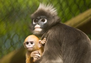 Dusky Langur