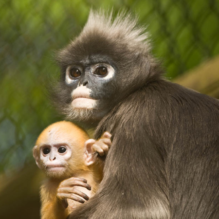 Dusky Langur