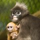 Dusky Langur