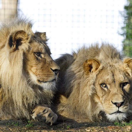 Wild Cats