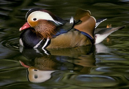 Mandarin Duck