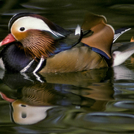 Mandarin Duck
