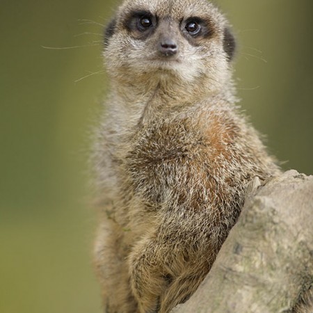 Meerkats