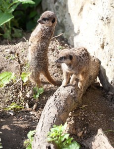 two meerkats