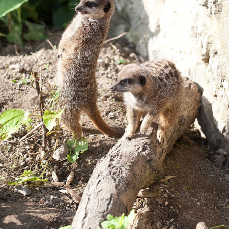 two meerkats