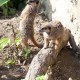 two meerkats