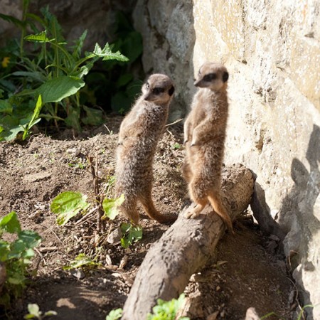 Meerkats