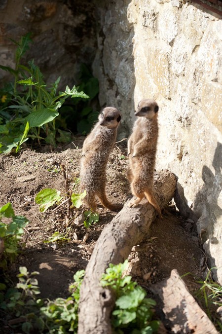 Meerkats