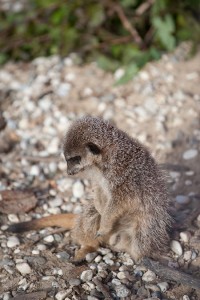 Meerkat
