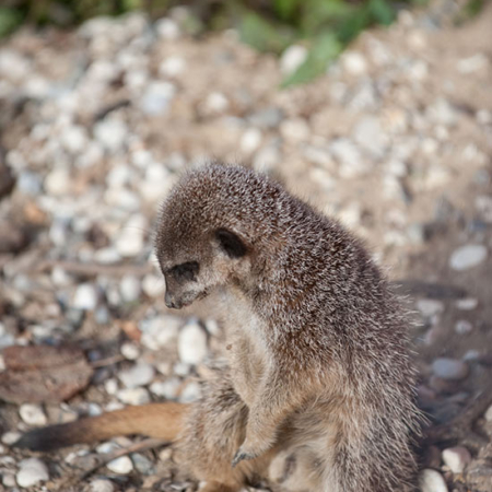 Meerkat