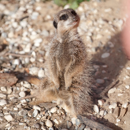 Meerkat