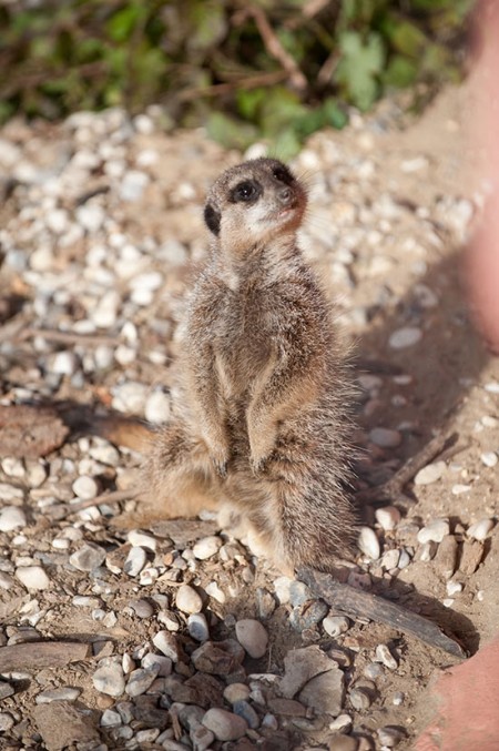 Meerkat