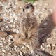 Meerkat