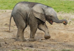 African Elephant Cub