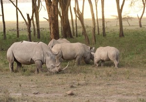 White Rhino