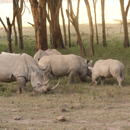 White Rhino
