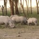 White Rhino