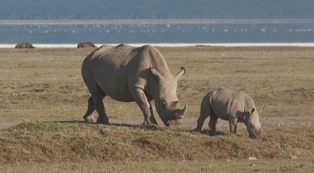 White Rhinos Near Lake Naivasha, Kenya