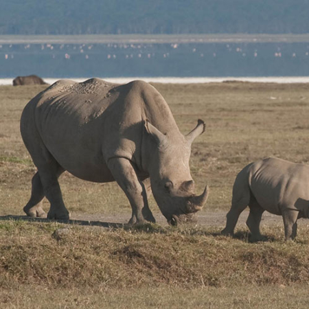 White Rhinos Near Lake Naivasha, Kenya
